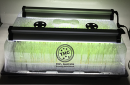 herbal-tray-led-bars-(1).png
