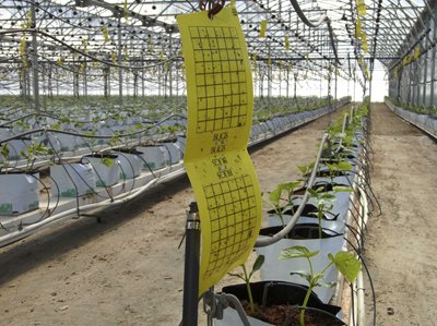 yellow-trap-hort.jpg