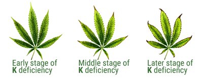 Potassium-dificiency-on-m-leaf.jpg